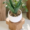 Simulated soft rubber aloe vera artificial flower set, white ceramic potted green plants, succulent plant decorative ornaments, cross-border pet gardening Specification image